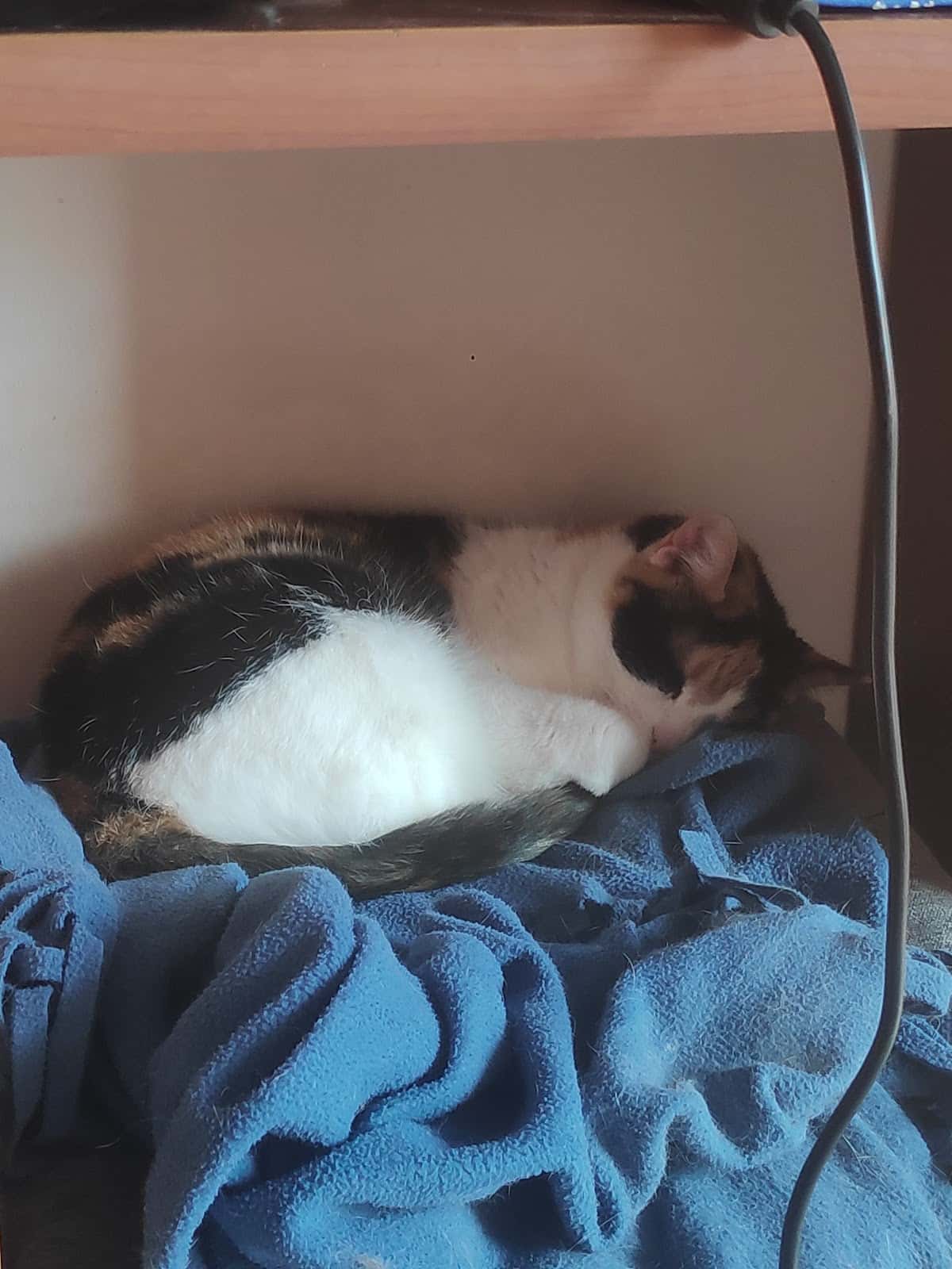 CONVET. Laboratorios Análisis Veterinarios y Agroalimentarios