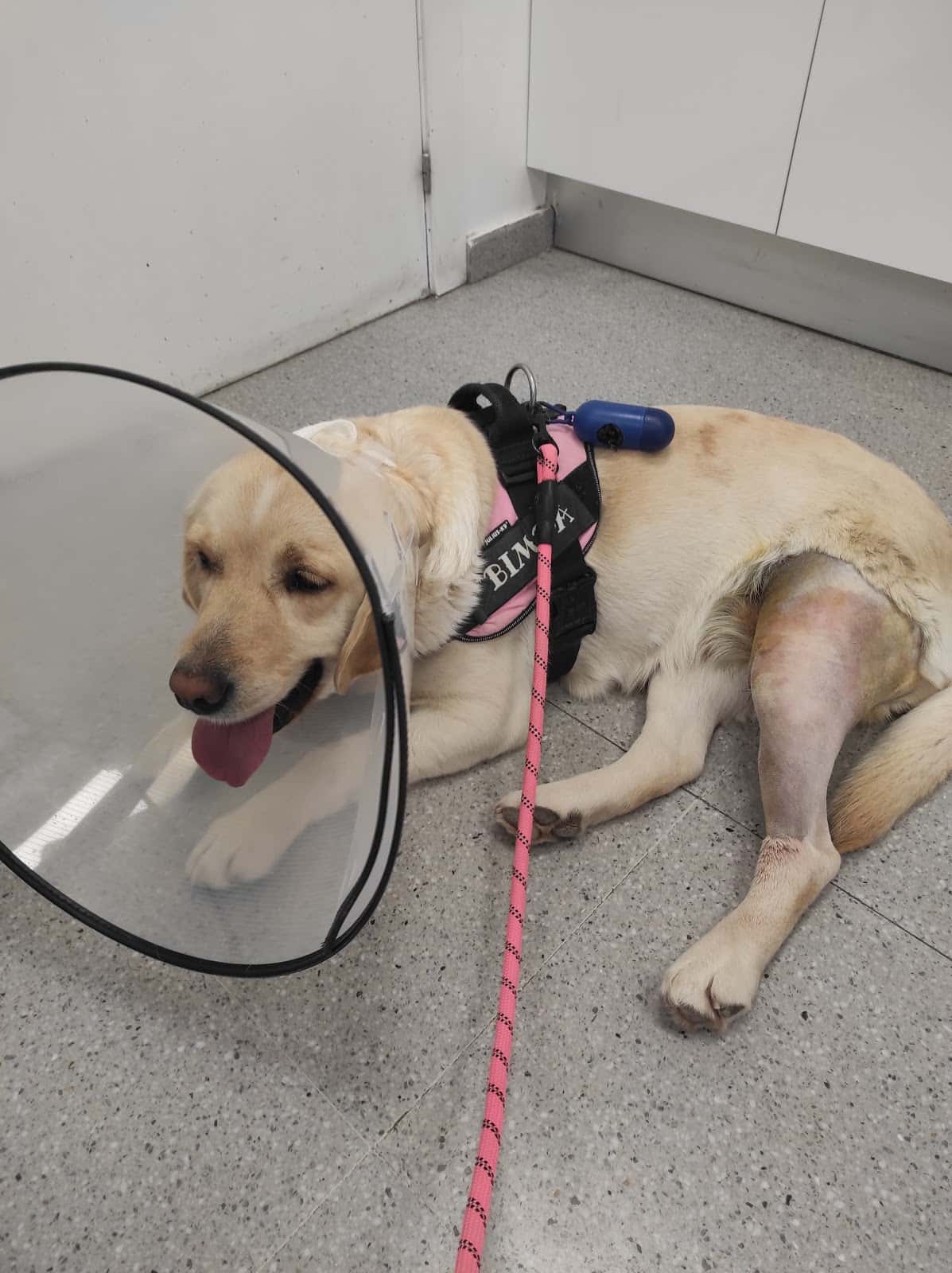 Clínica Veterinaria V3 Lleida