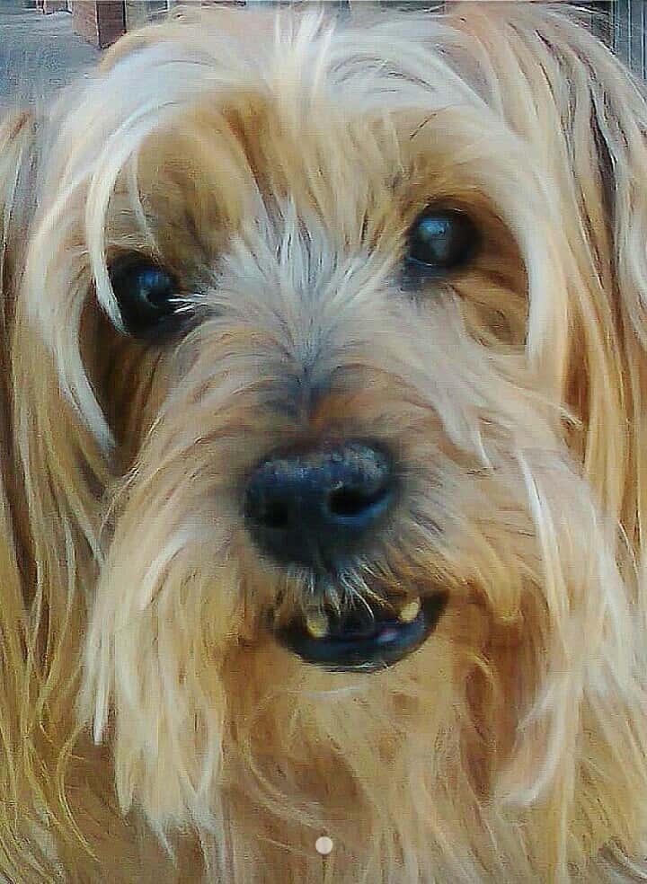 Nacho Anadón Veterinari