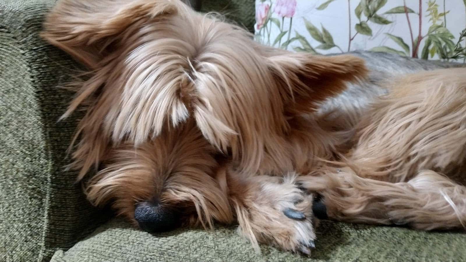 Nacho Anadón Veterinari