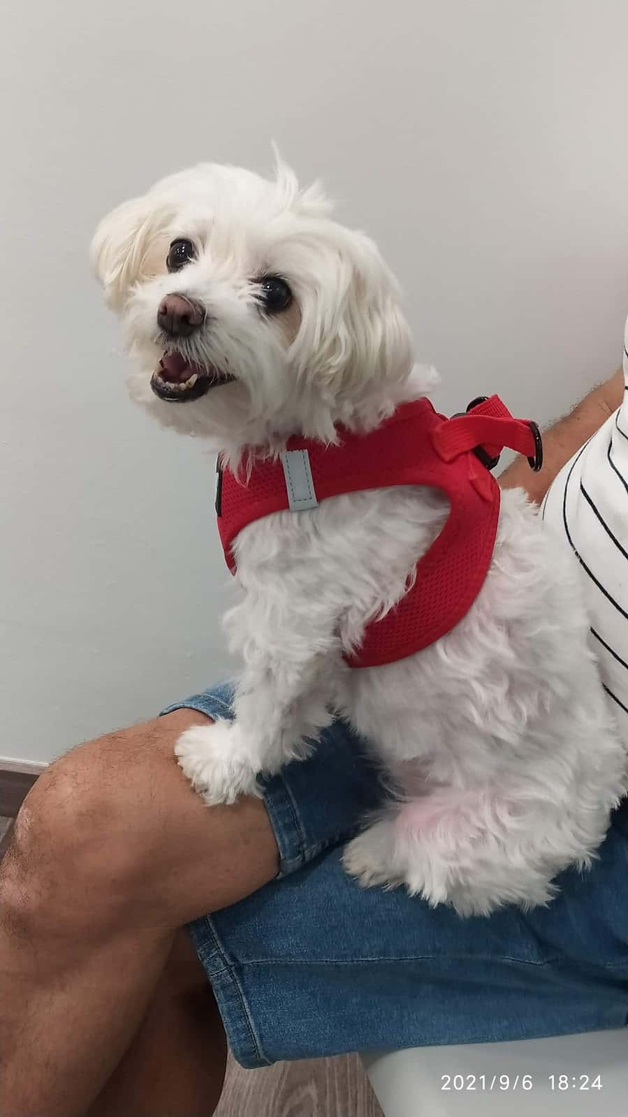 nacho anadon veterinari veterinario centro barrio lleida en lleida en lleida principalImage ADOPTA Sitios Pet Friendly