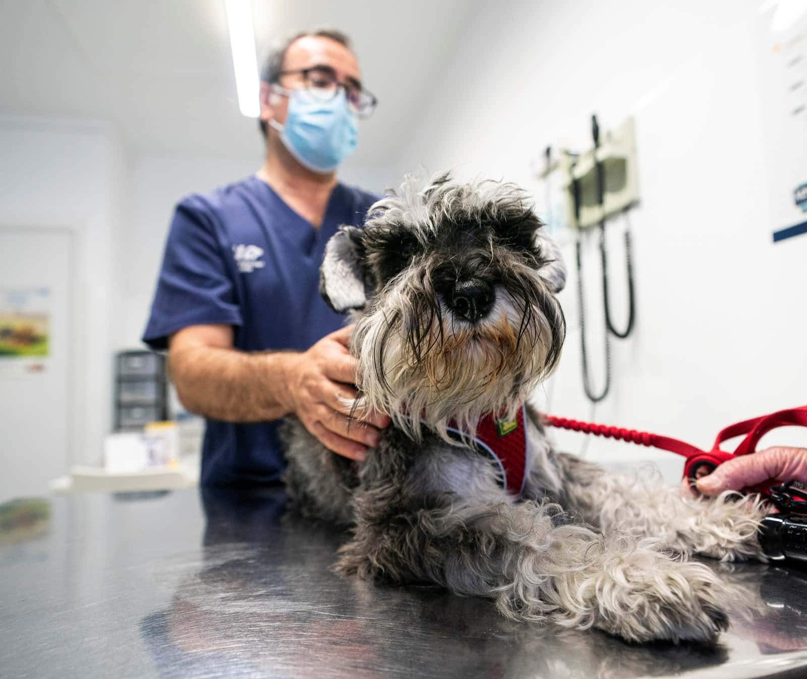hospital veterinari de lleida veterinario hospital barrio lleida en lleida en lleida principalImage ADOPTA Sitios Pet Friendly