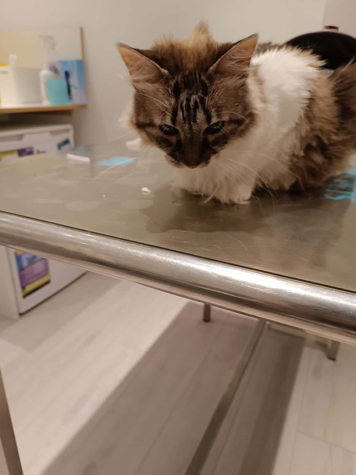 Clínica Veterinària L' Arca