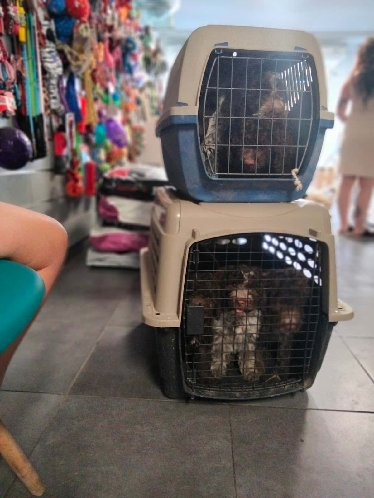 CATICHIEN VETERINARIA