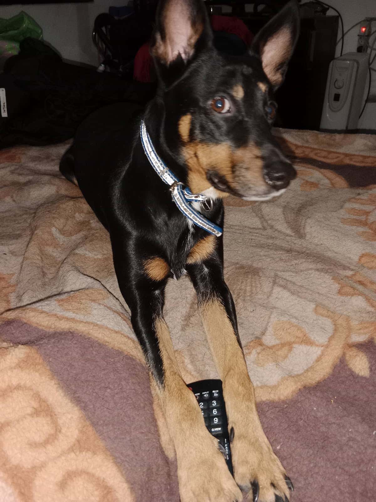 CENTRE VETERINARI ICA NATURA SL.