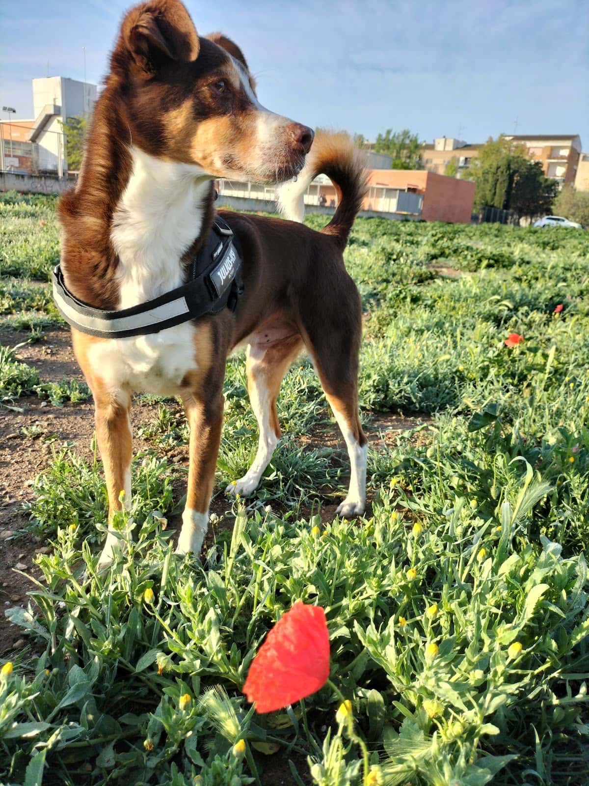 CENTRE VETERINARI ICA NATURA SL.