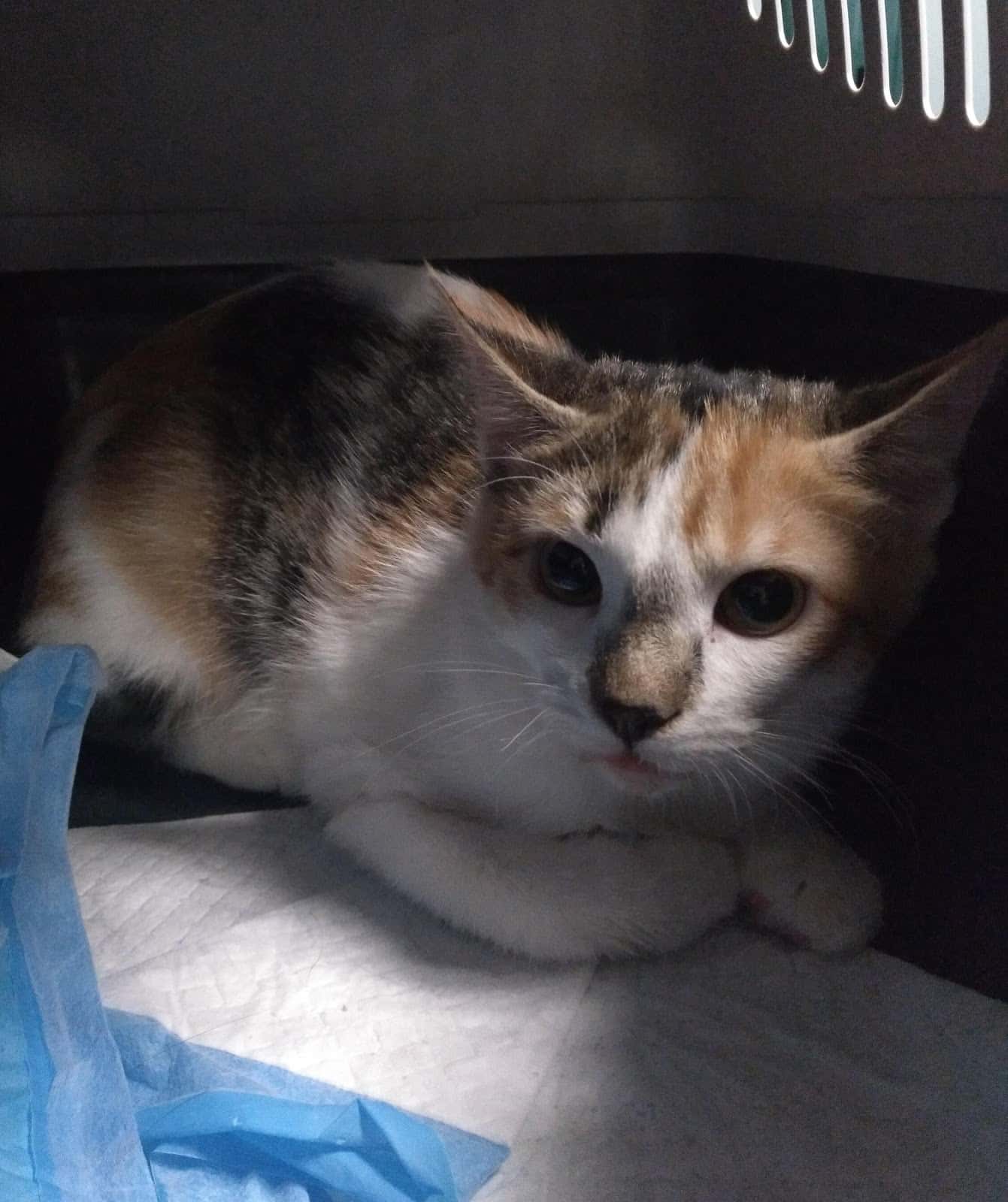 CENTRE VETERINARI ICA NATURA SL.