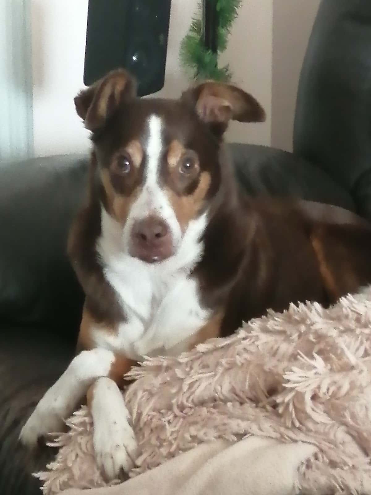 CENTRE VETERINARI ICA NATURA SL.