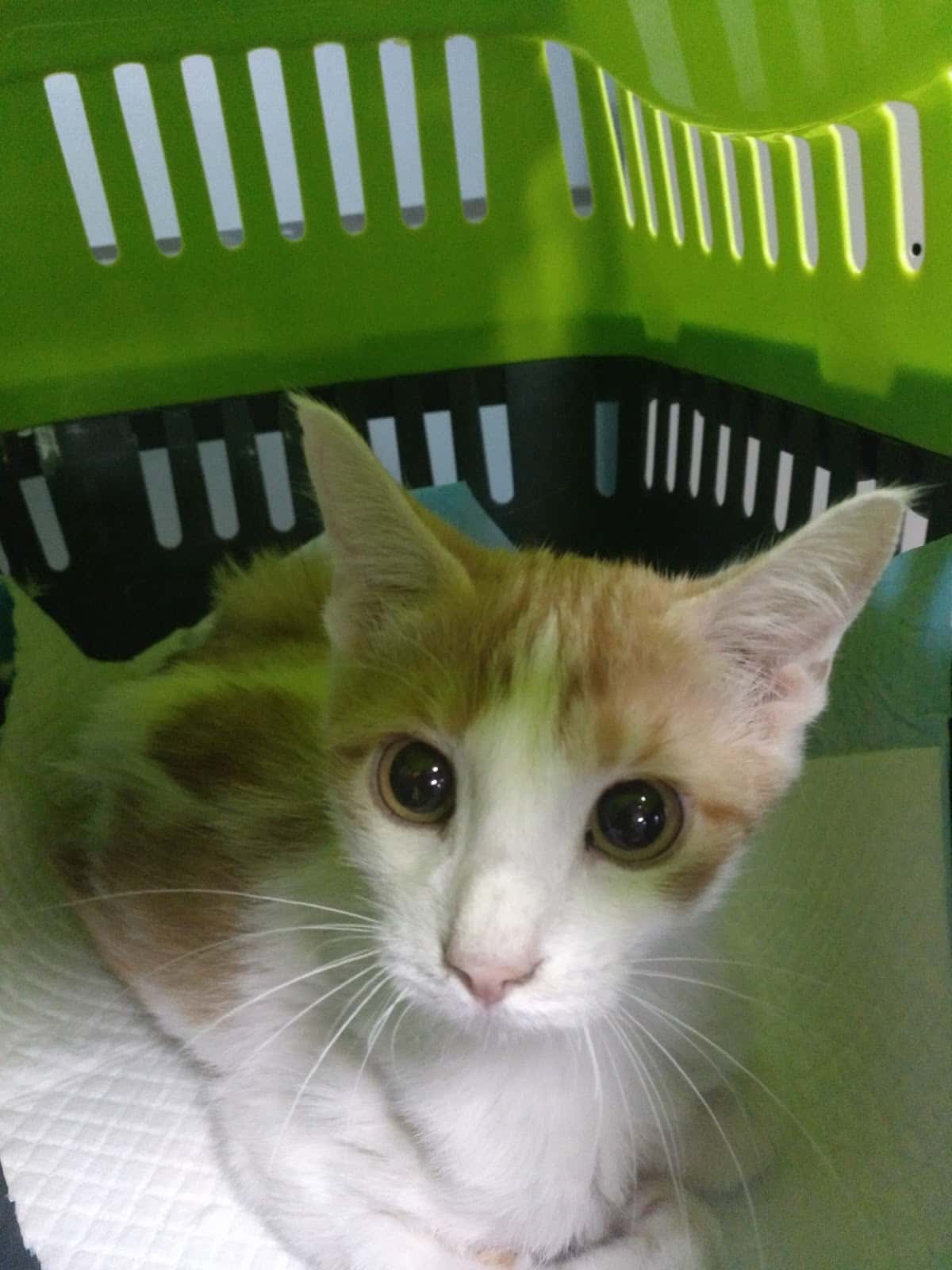 centre veterinari ica natura sl veterinario centro barrio lleida en lleida en lleida principalImage ADOPTA Sitios Pet Friendly