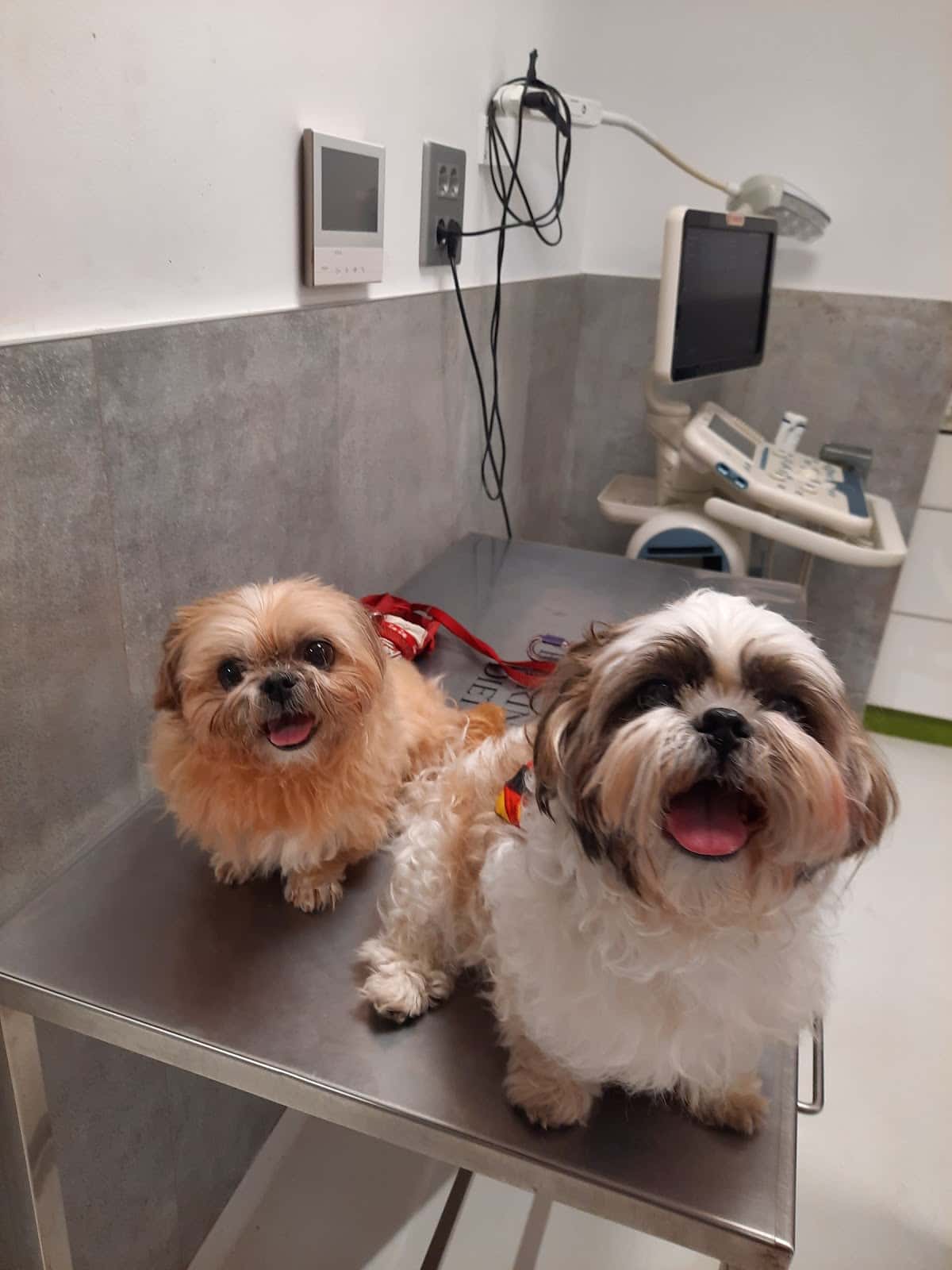 centre veterinari del segre veterinario centro barrio lleida en lleida en lleida principalImage ADOPTA Sitios Pet Friendly