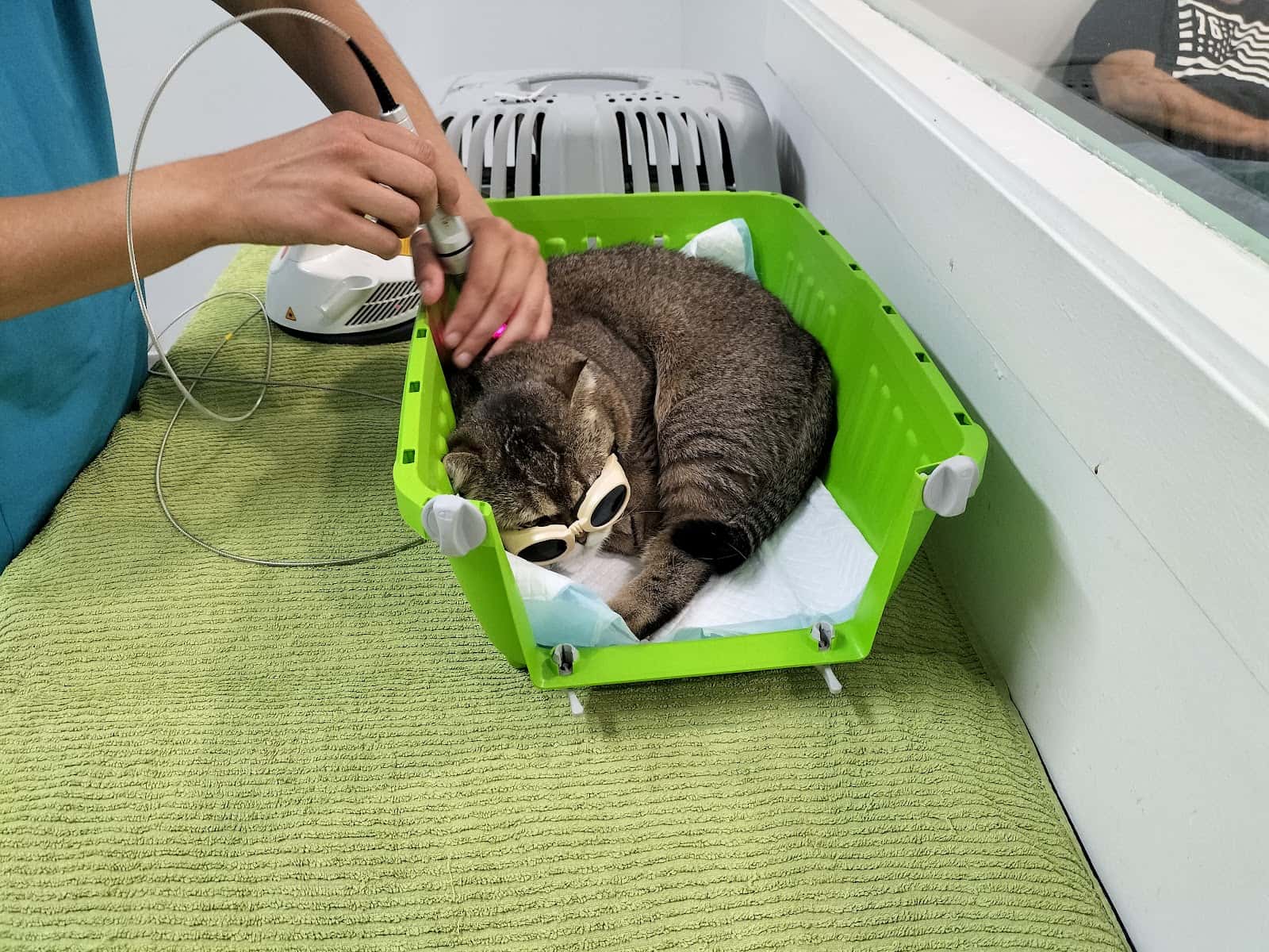 RAA - Rehabilitación y Acupuntura Animal