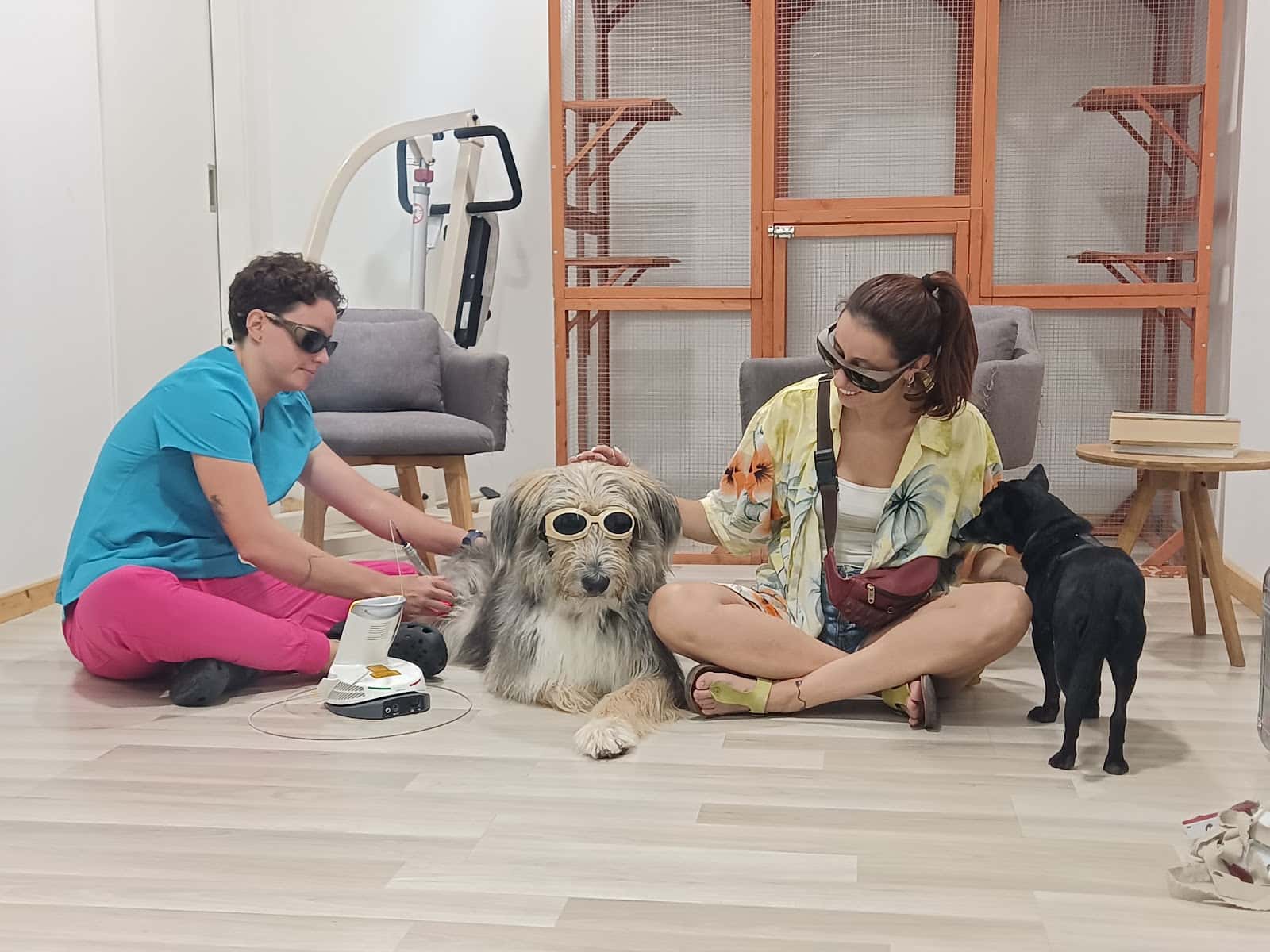 raa   rehabilitacion y acupuntura animal veterinario centro barrio lleida en lleida en lleida principalImage ADOPTA Sitios Pet Friendly