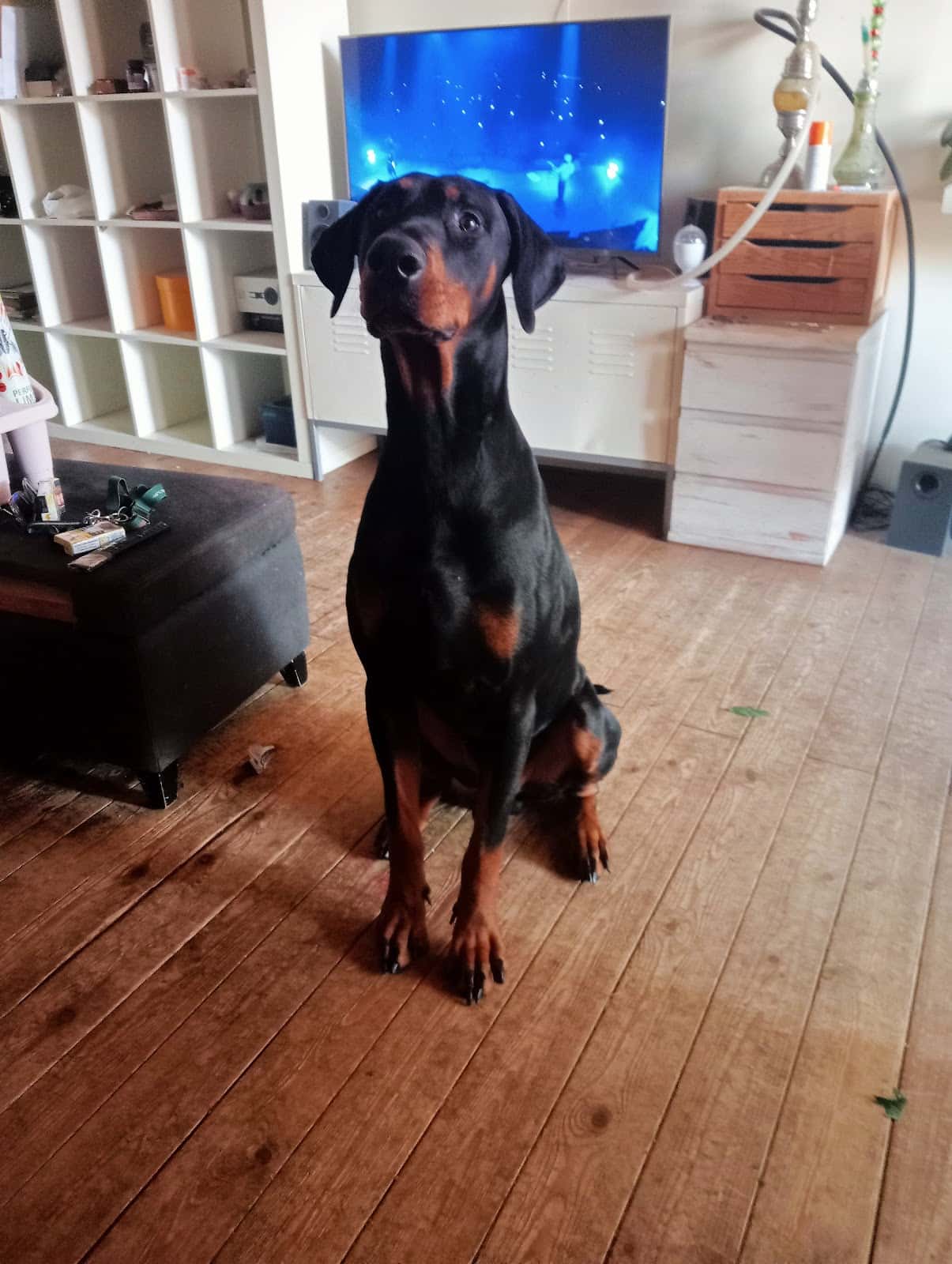 espai mascota veterinario centro barrio lleida en lleida en lleida principalImage ADOPTA Sitios Pet Friendly