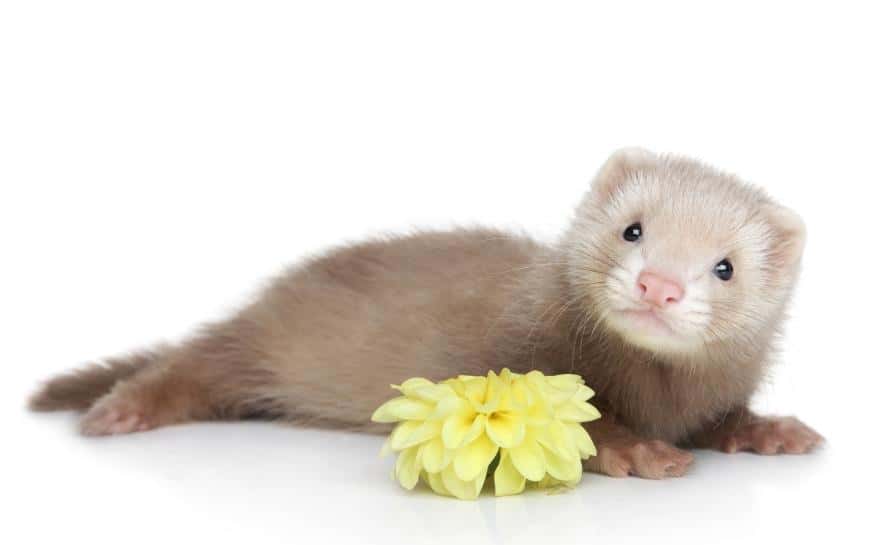 Clínica Veterinària Quiros