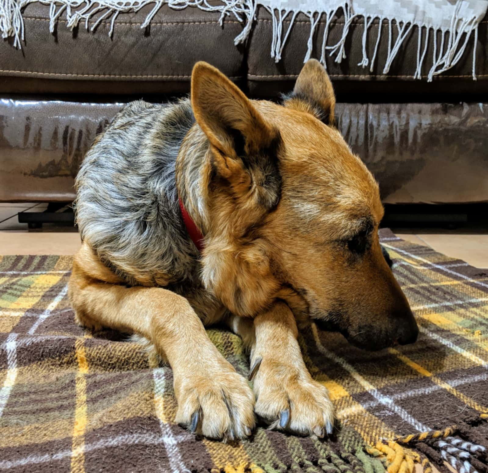 Clínica Veterinària Quiros