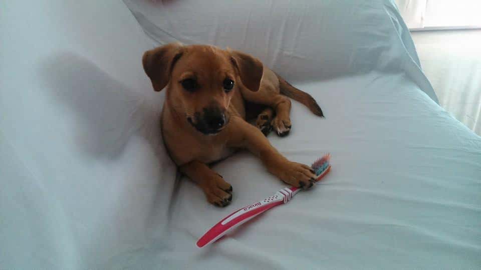 Clínica Veterinària Quiros