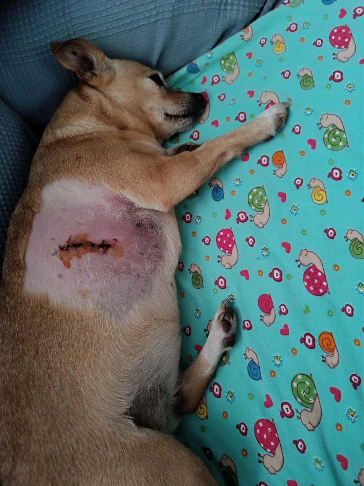 Clínica Veterinària Quiros