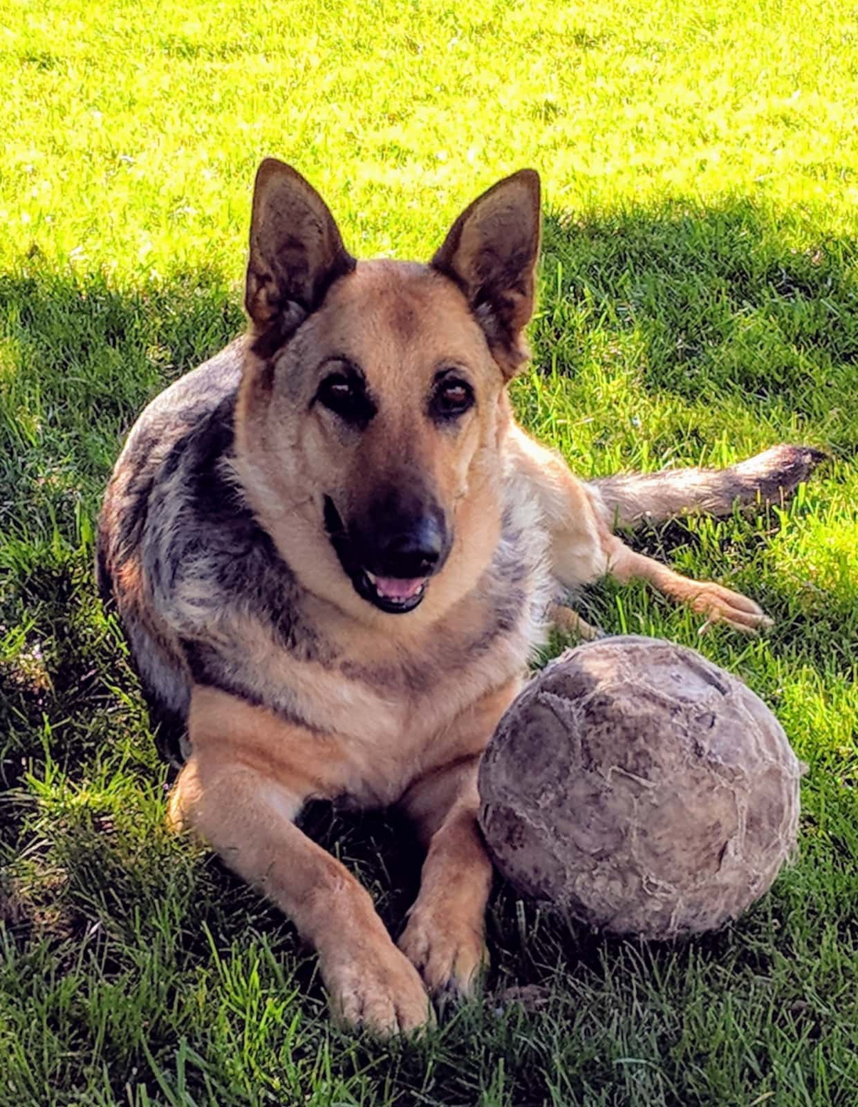 clinica veterinaria quiros veterinario clinica barrio lleida en lleida en lleida principalImage ADOPTA Sitios Pet Friendly