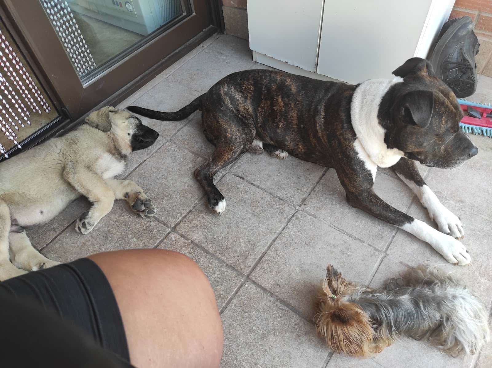 V3 Veterinaris Tàrrega