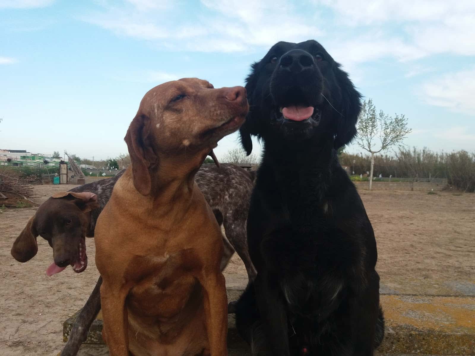 V3 Veterinaris Tàrrega