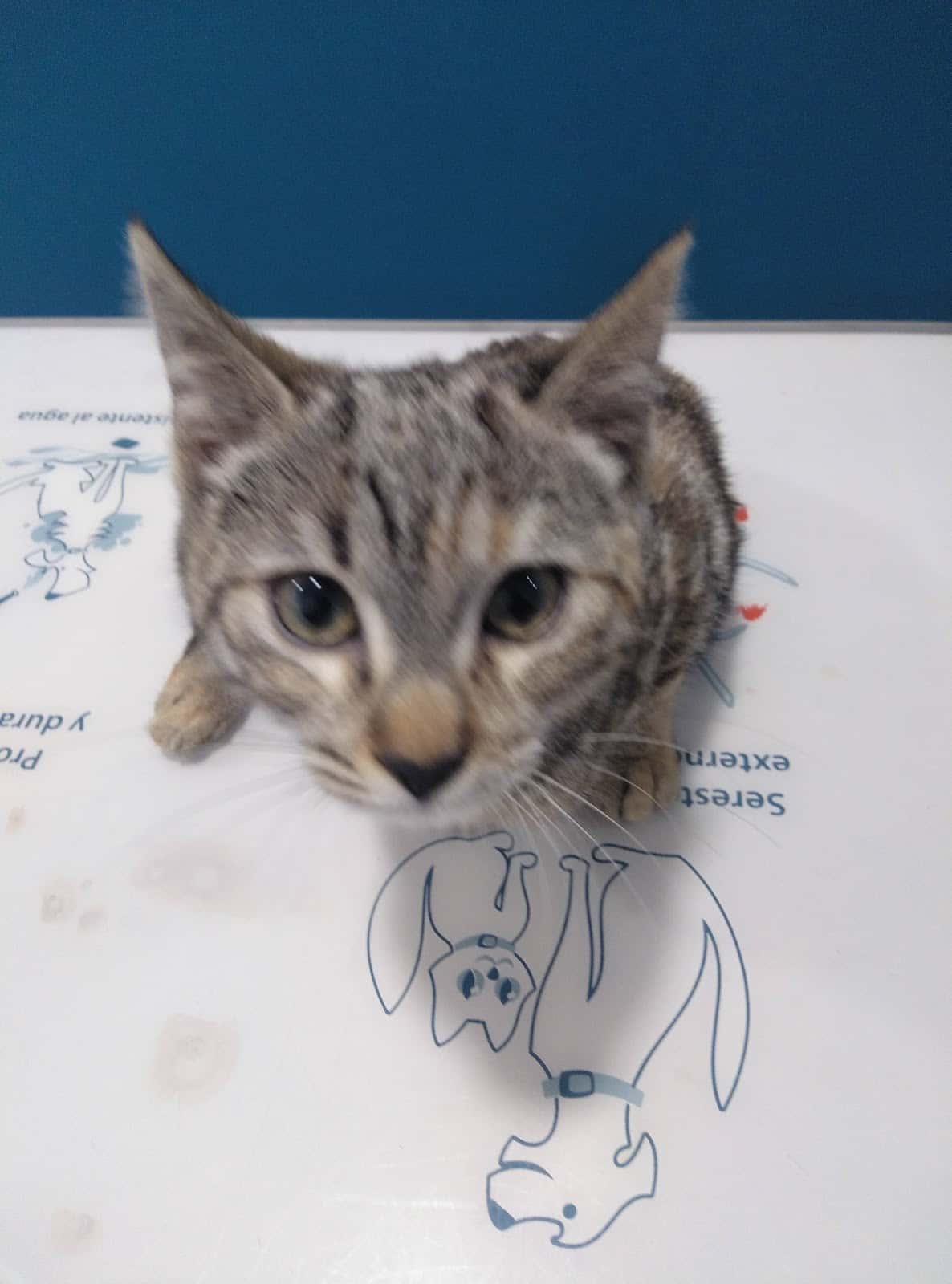 V3 Veterinaris Tàrrega