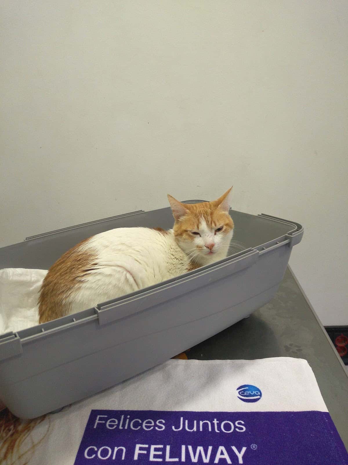 Neovet's Clínica Veterinària