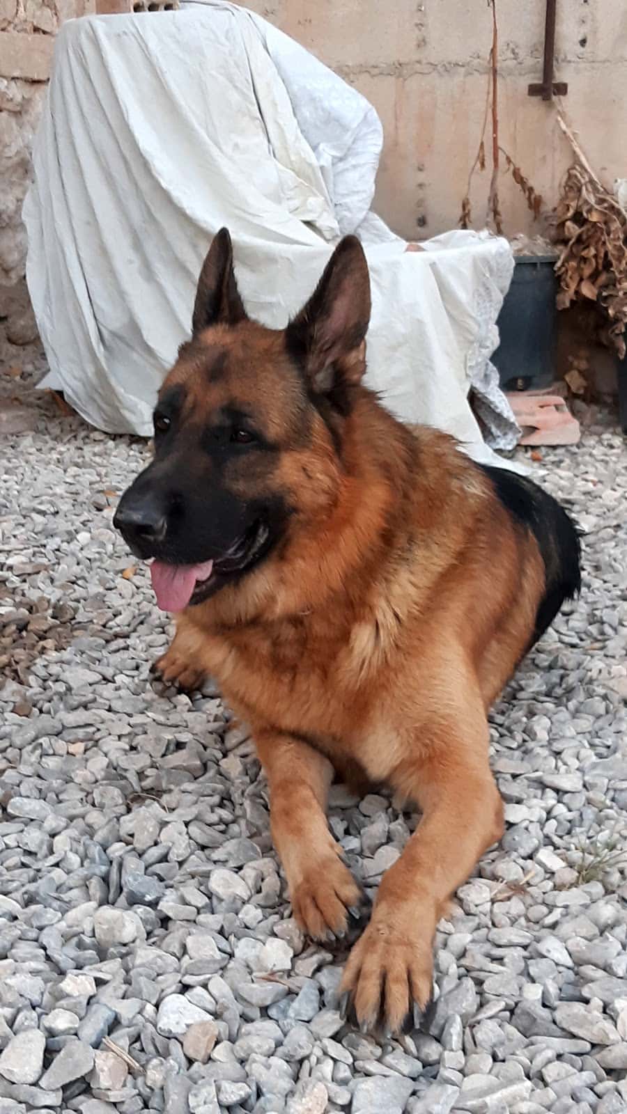 Neovet's Clínica Veterinària
