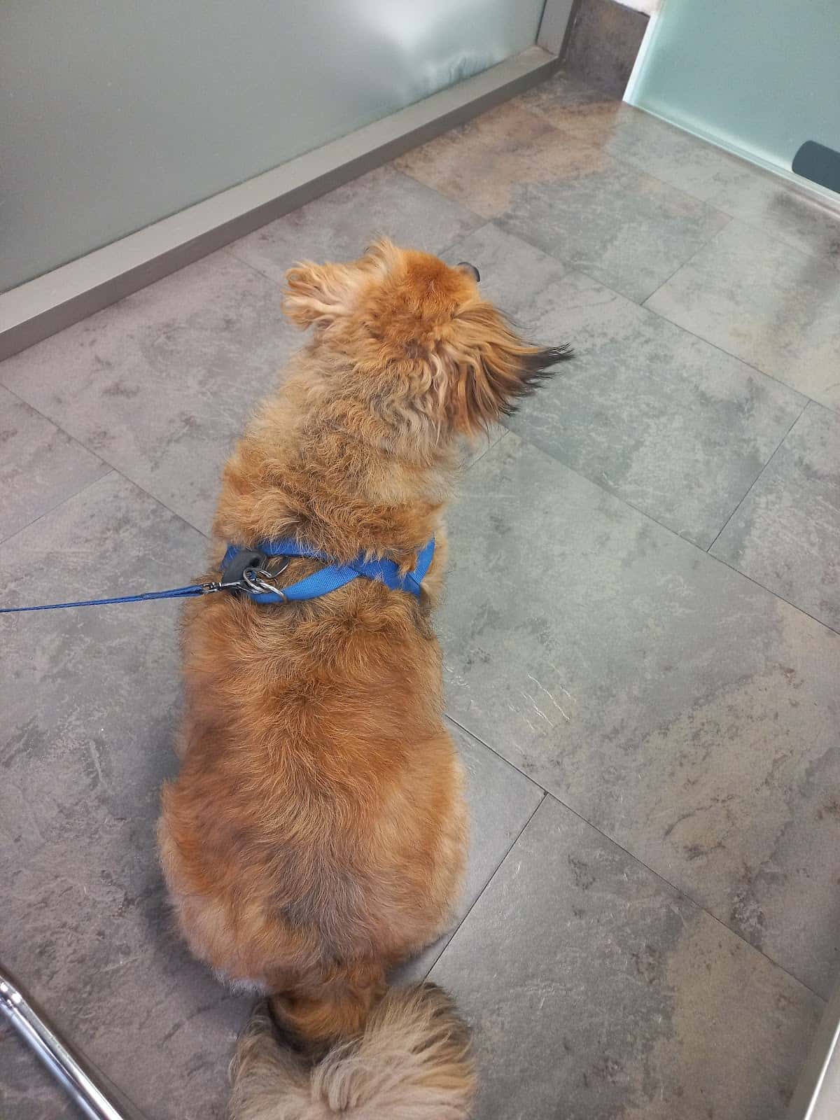 Neovet's Clínica Veterinària