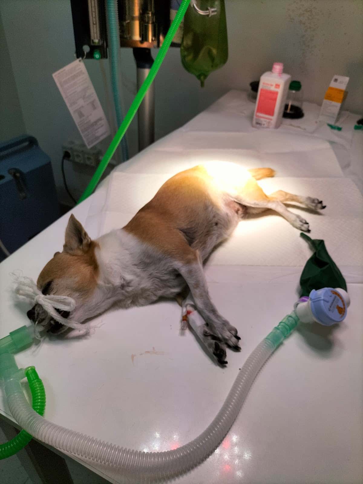 Centre Veterinari Montsec