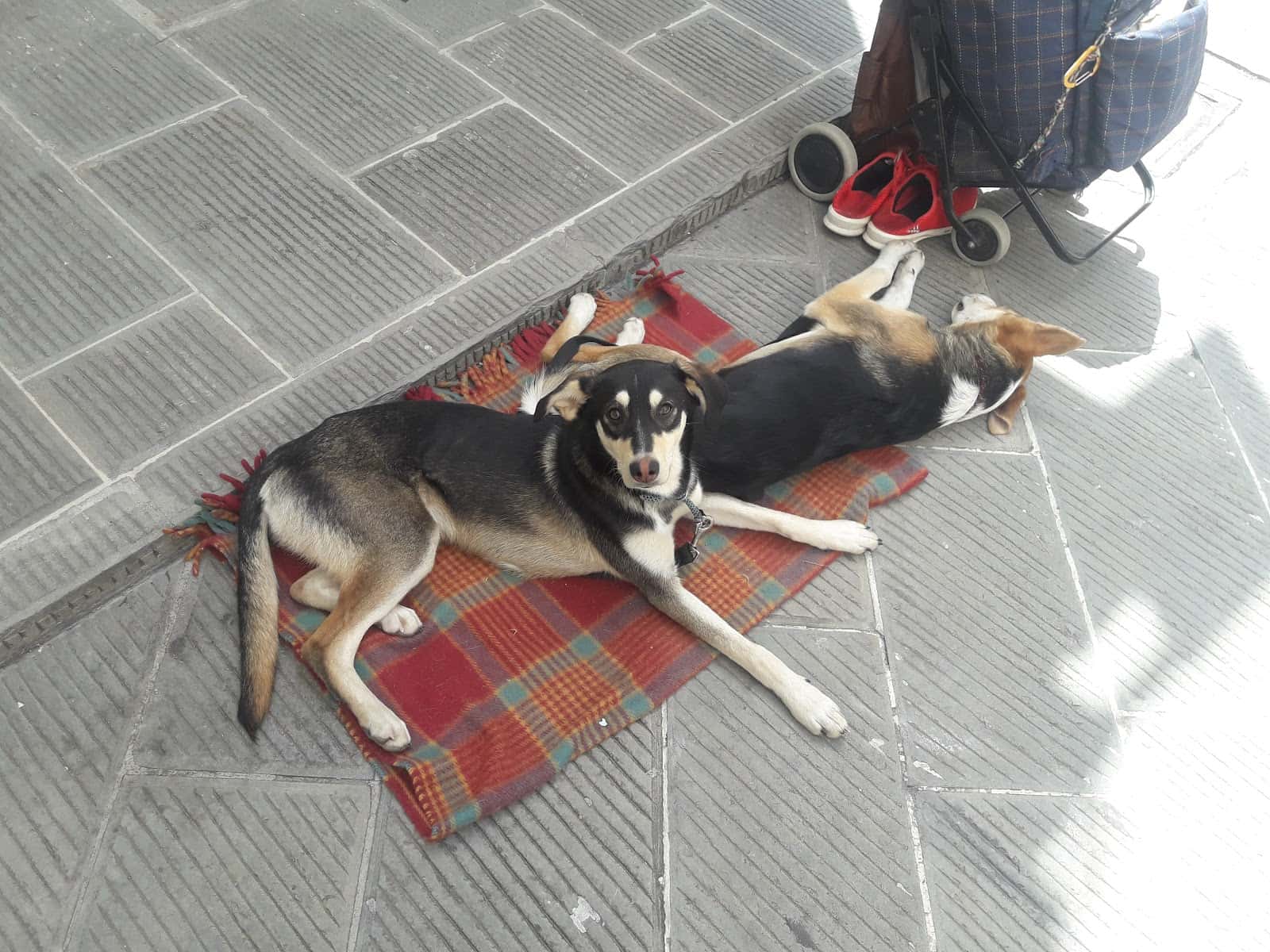Clínica veterinària VET2.0 Urg. 24h