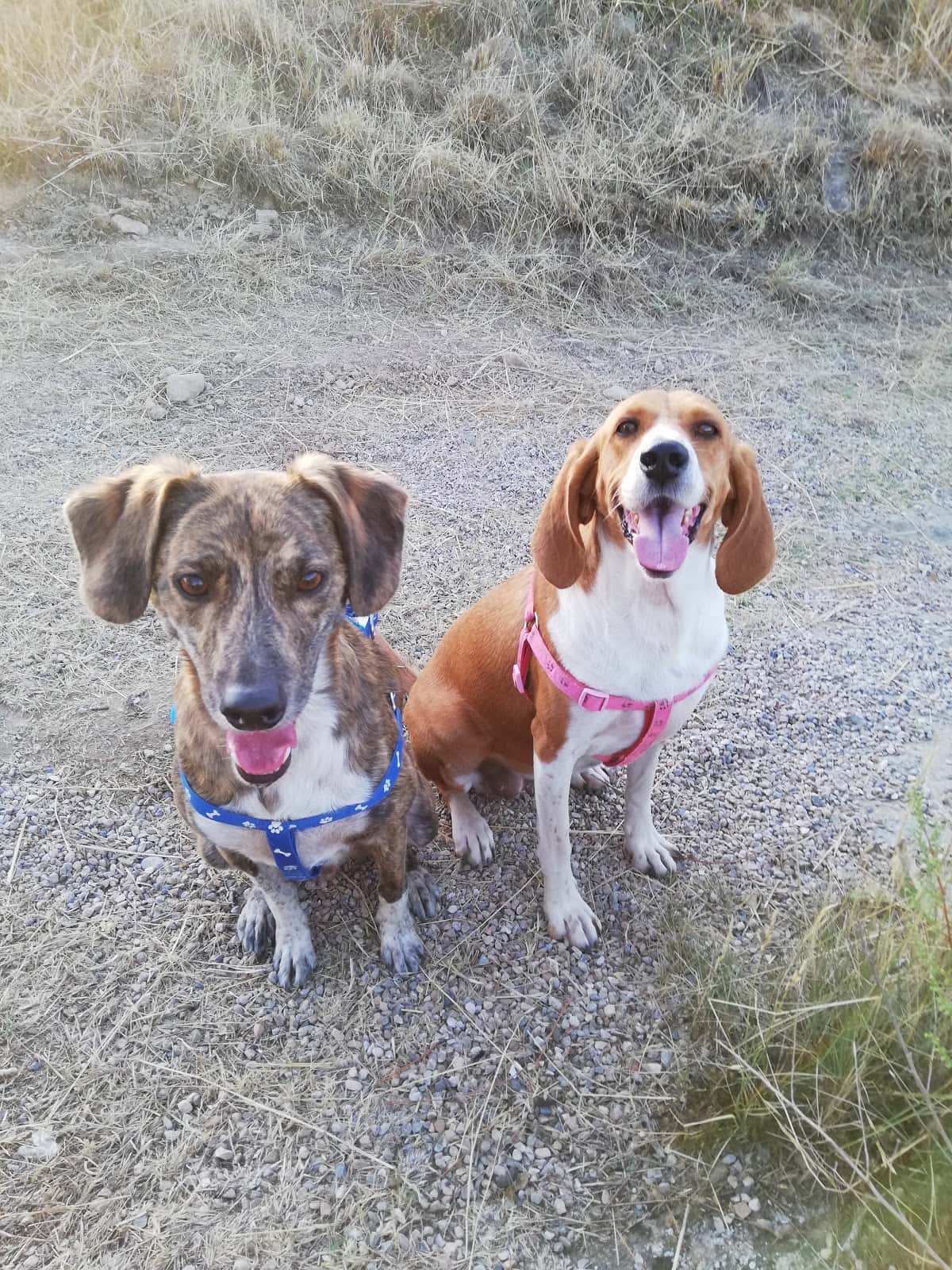 Clínica Veterinària Setelsis