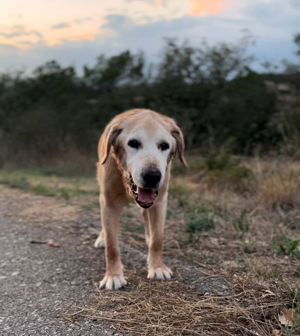 Clínica Veterinària Setelsis