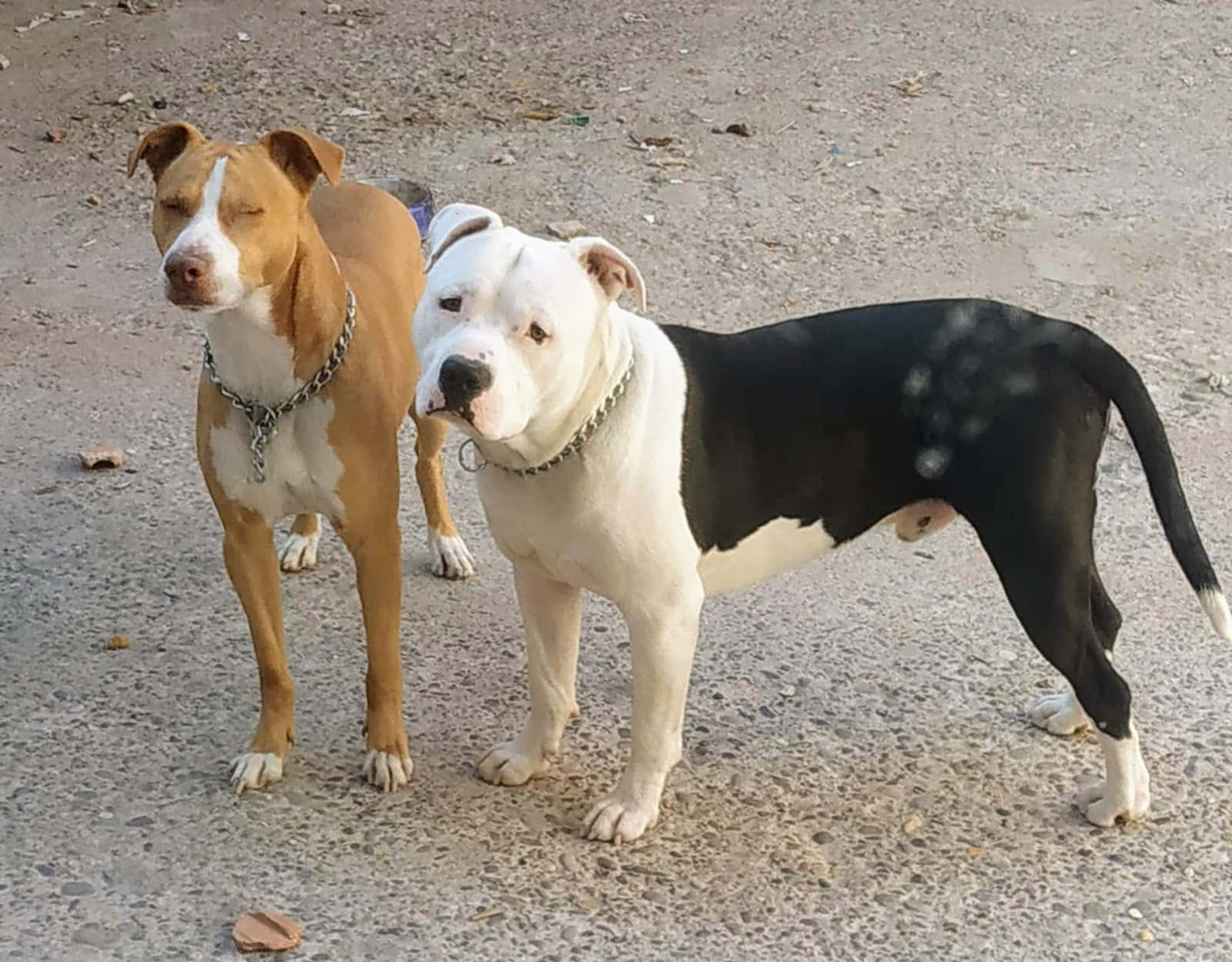 lander veterinario centro en mendavia en navarra principalImage ADOPTA Sitios Pet Friendly