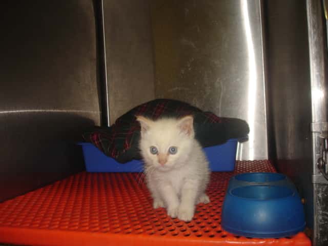Clínica Veterinaria Mendavia