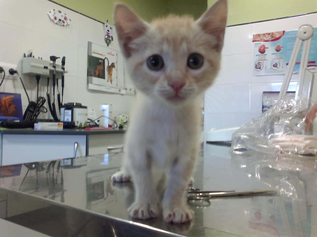 Clínica Veterinaria Mendavia