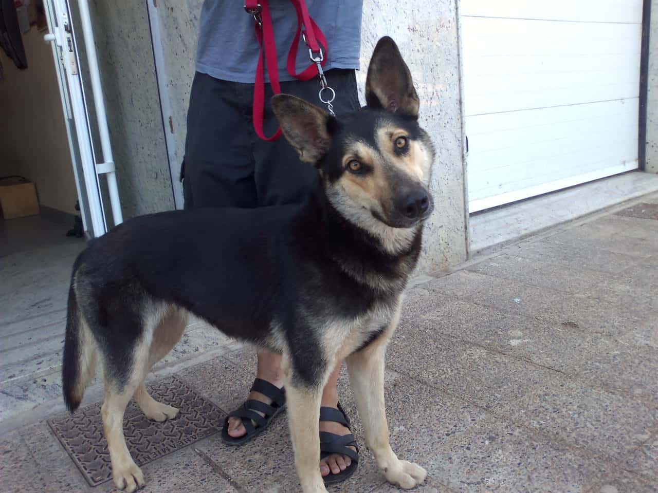 Clínica Veterinaria Mendavia