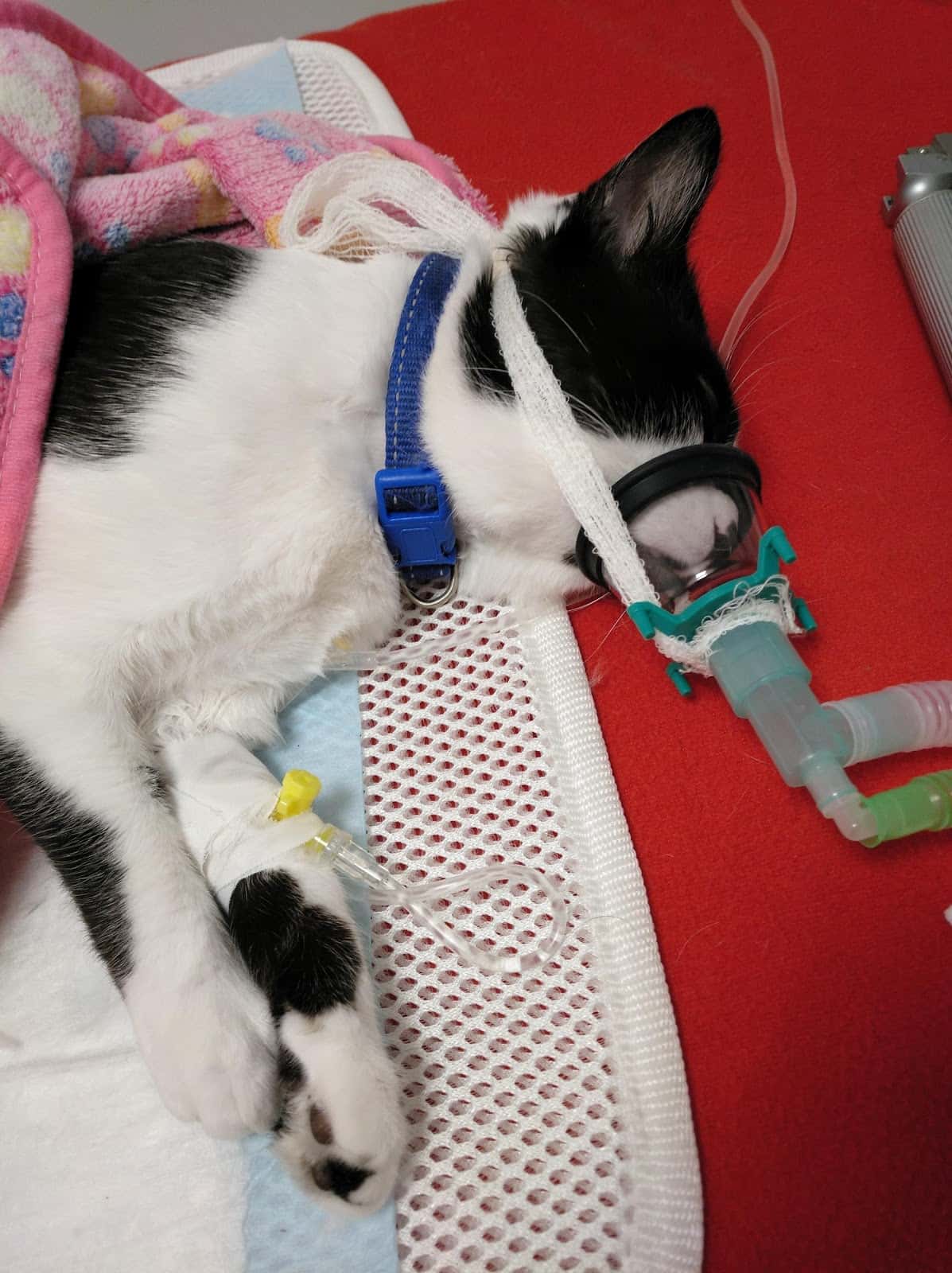 Centro Veterinario Autol