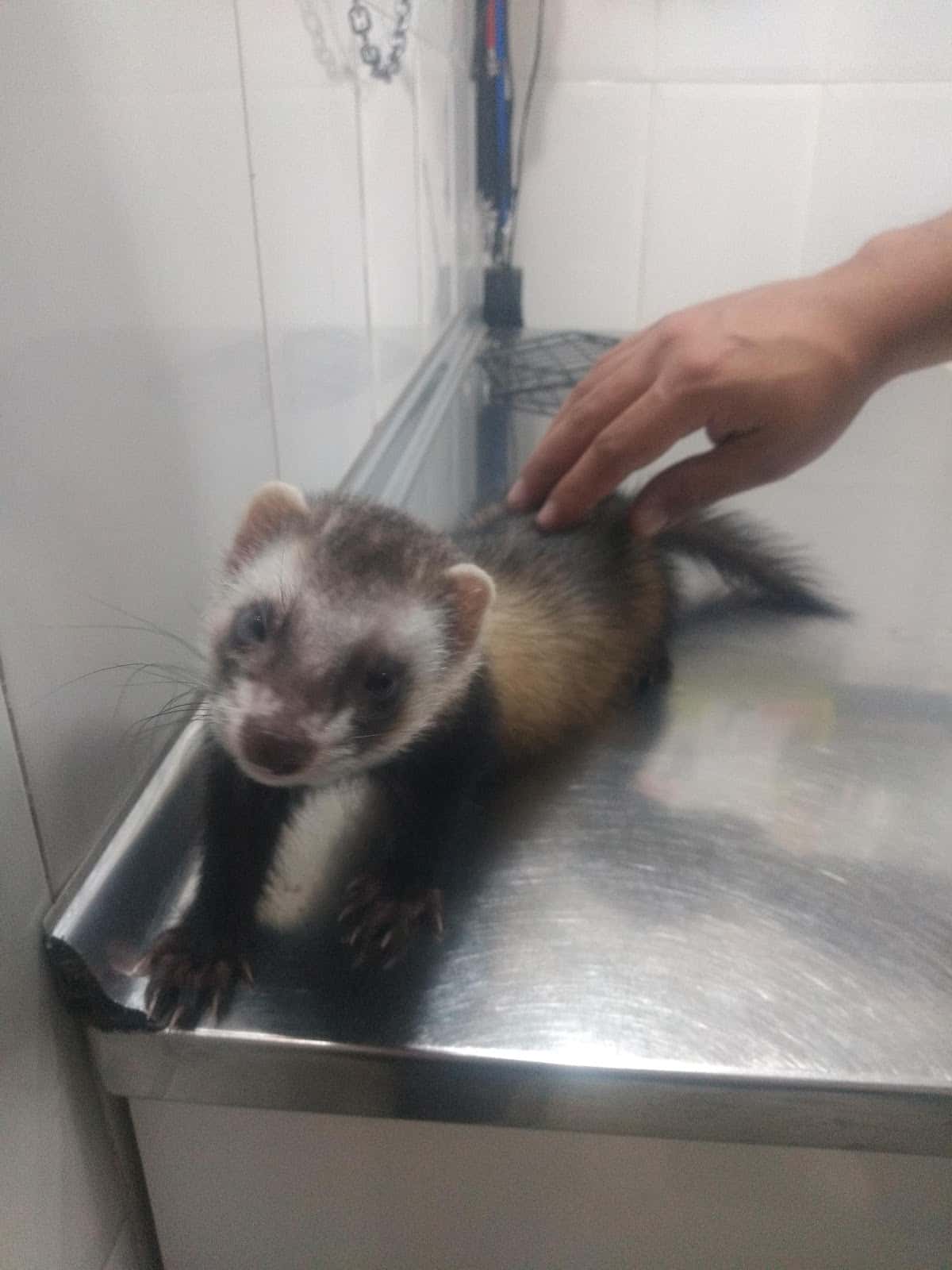 Alhama Veterinario
