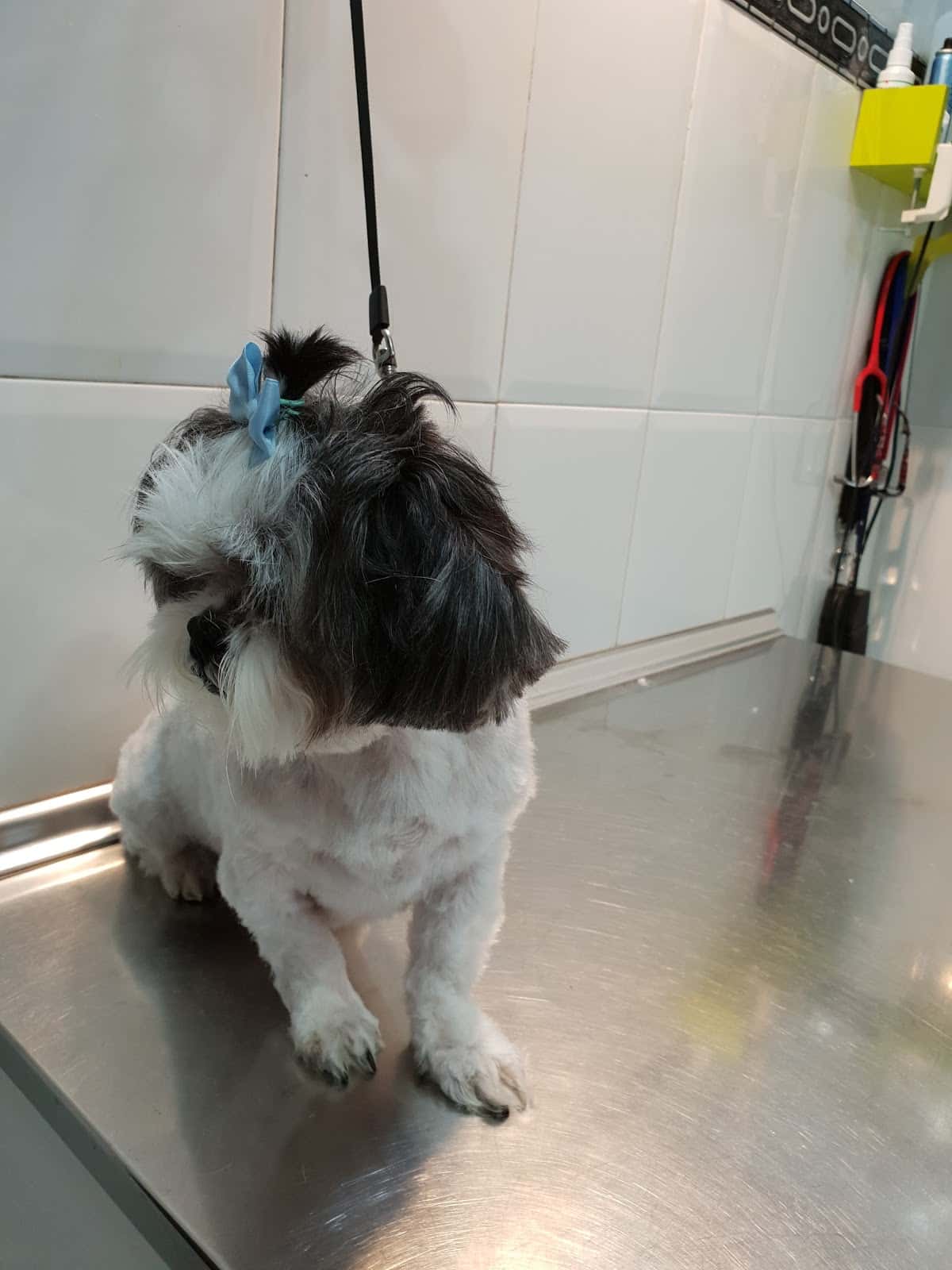 alhama veterinario veterinario centro en corella en navarra principalImage ADOPTA Sitios Pet Friendly