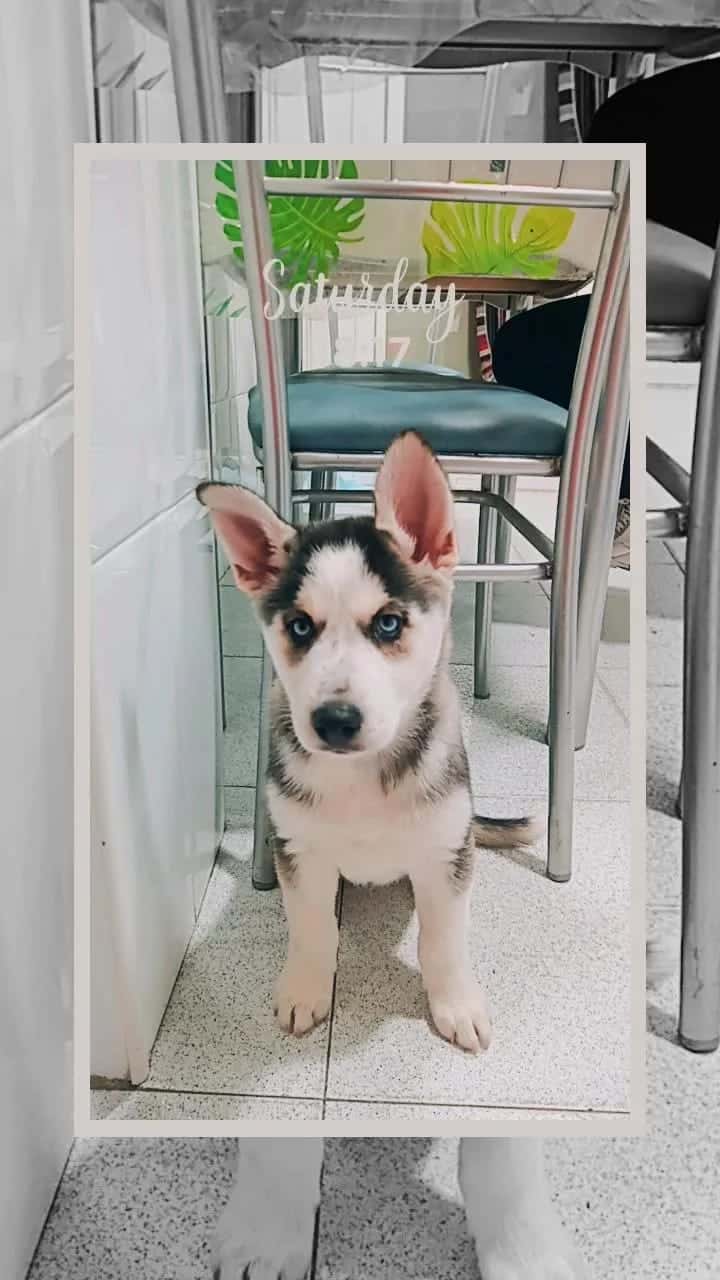 CLÍNICA VETERINARIA ARGA