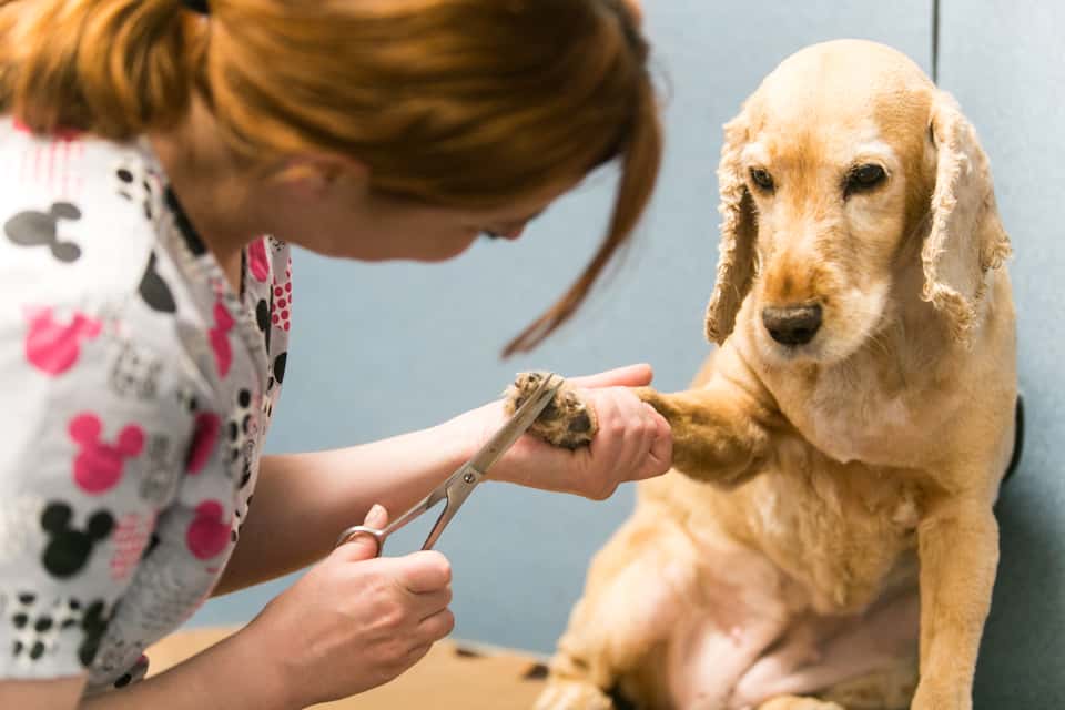 Clinica Veterinaria Ruiz y Menta