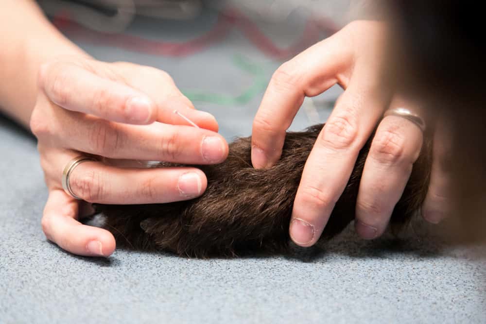 Clinica Veterinaria Ruiz y Menta