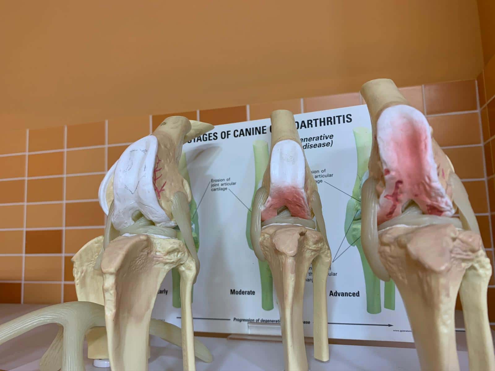 Centro Veterinario A Marosa