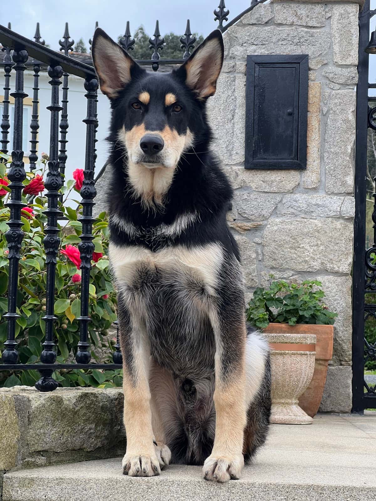 Clínica Veterinaria Foz