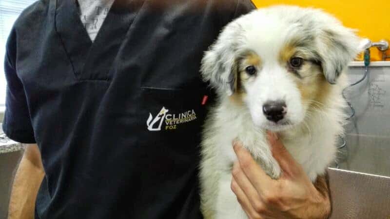 Clínica Veterinaria Foz