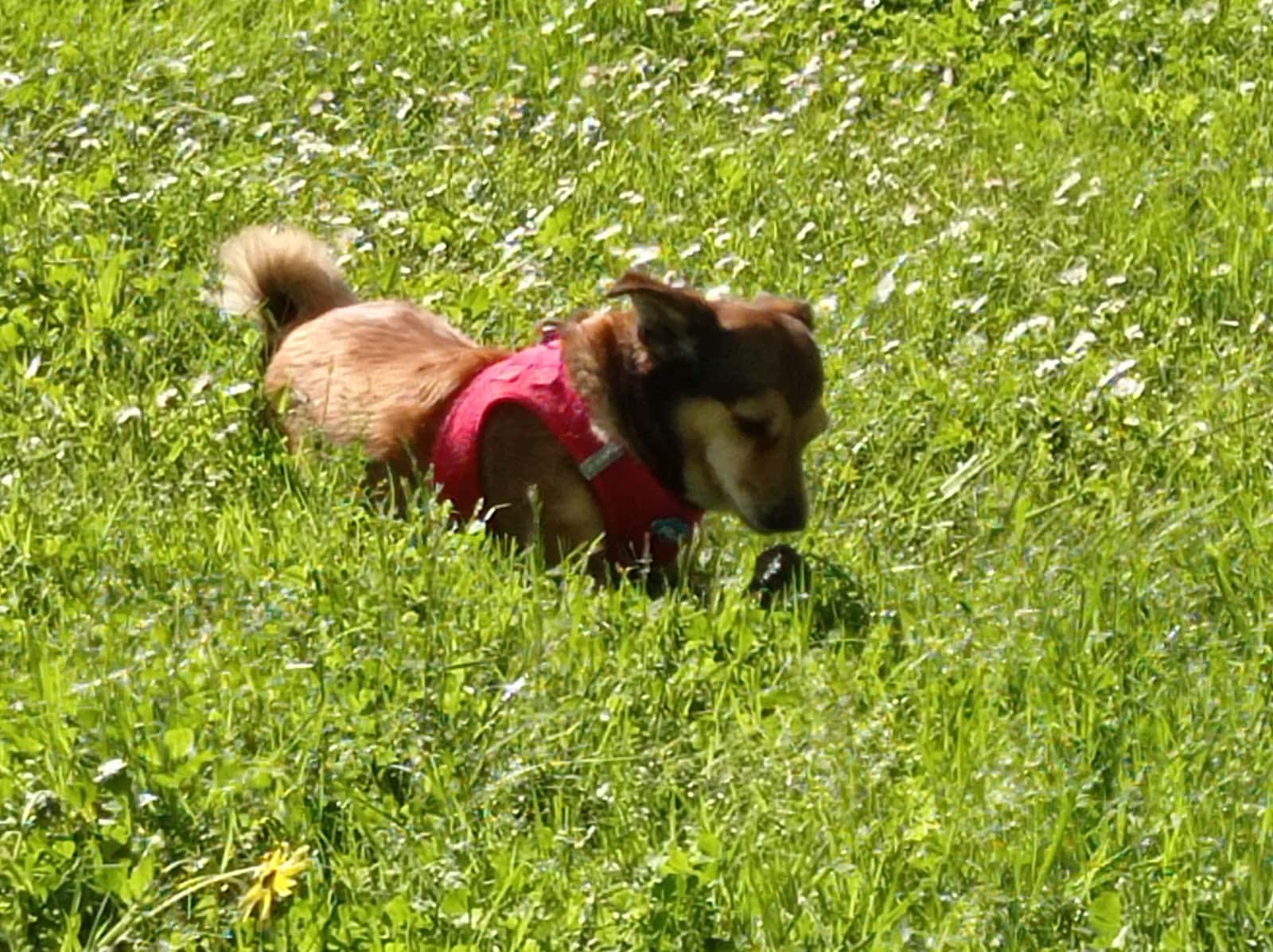 22 Clínica Veterinaria