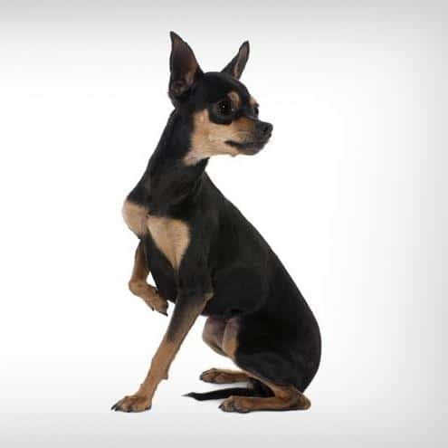 Clínica veterinaria Eras