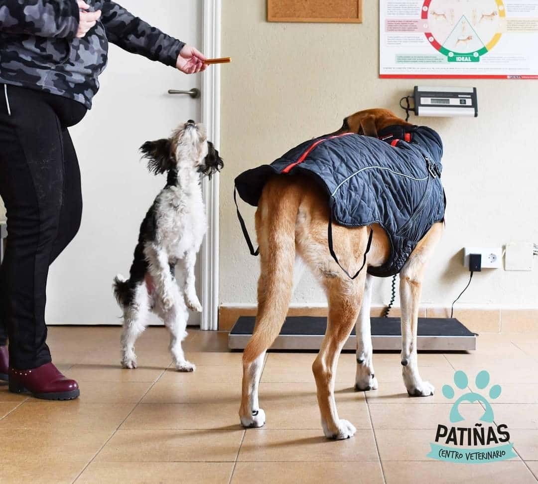 Centro Veterinario Patiñas Lugo