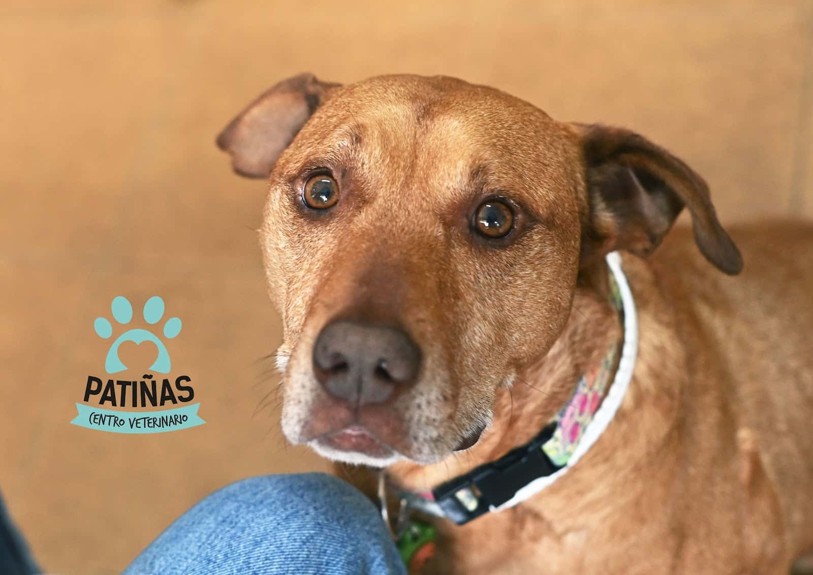 Centro Veterinario Patiñas Lugo