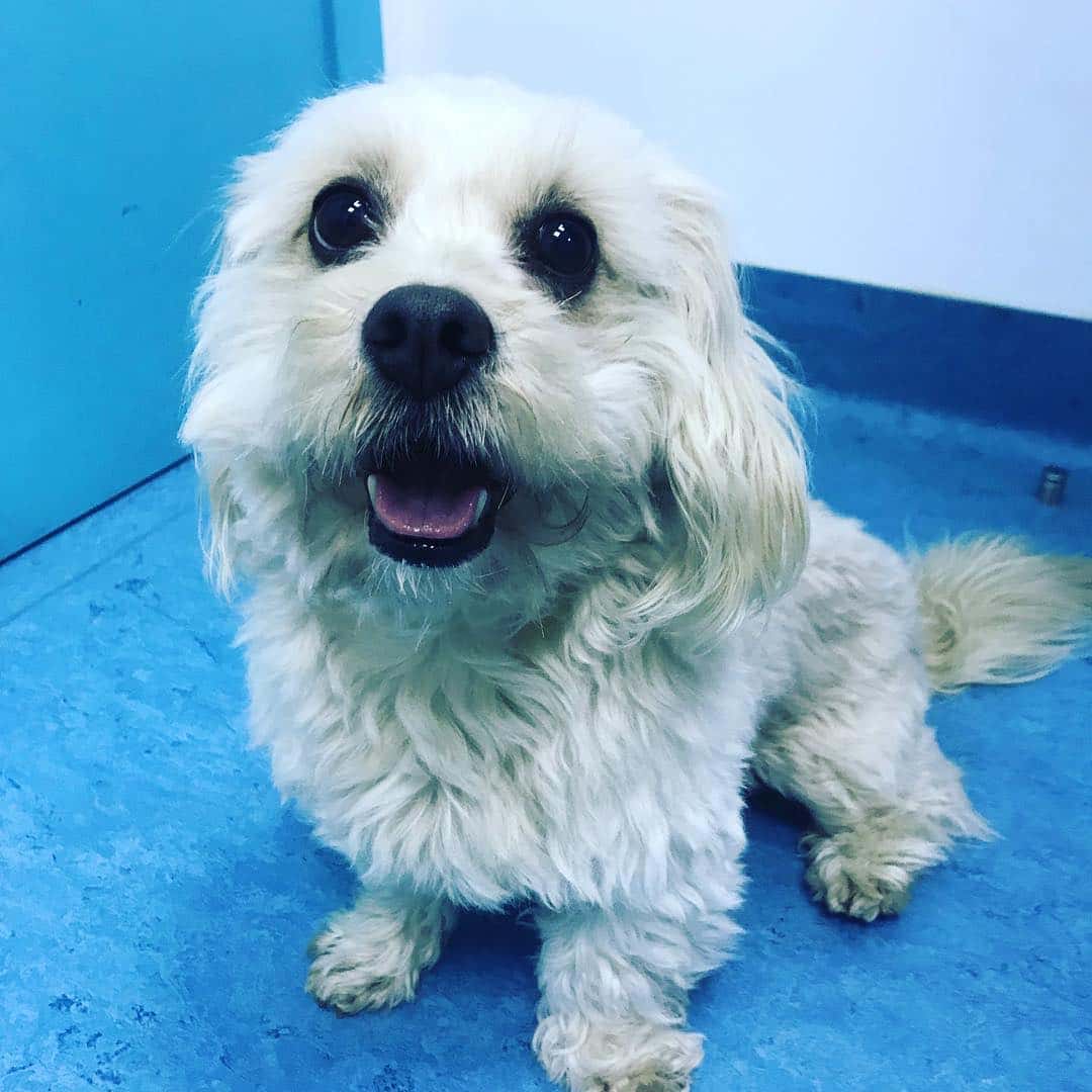 Clínica Veterinaria San Froilan